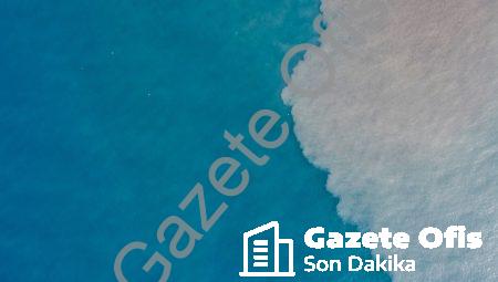 Seascape Keşifleri: Deniz Hayatının Sezgileri